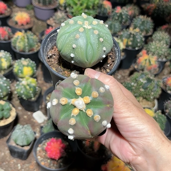 全部花朵哆****孟111111111111