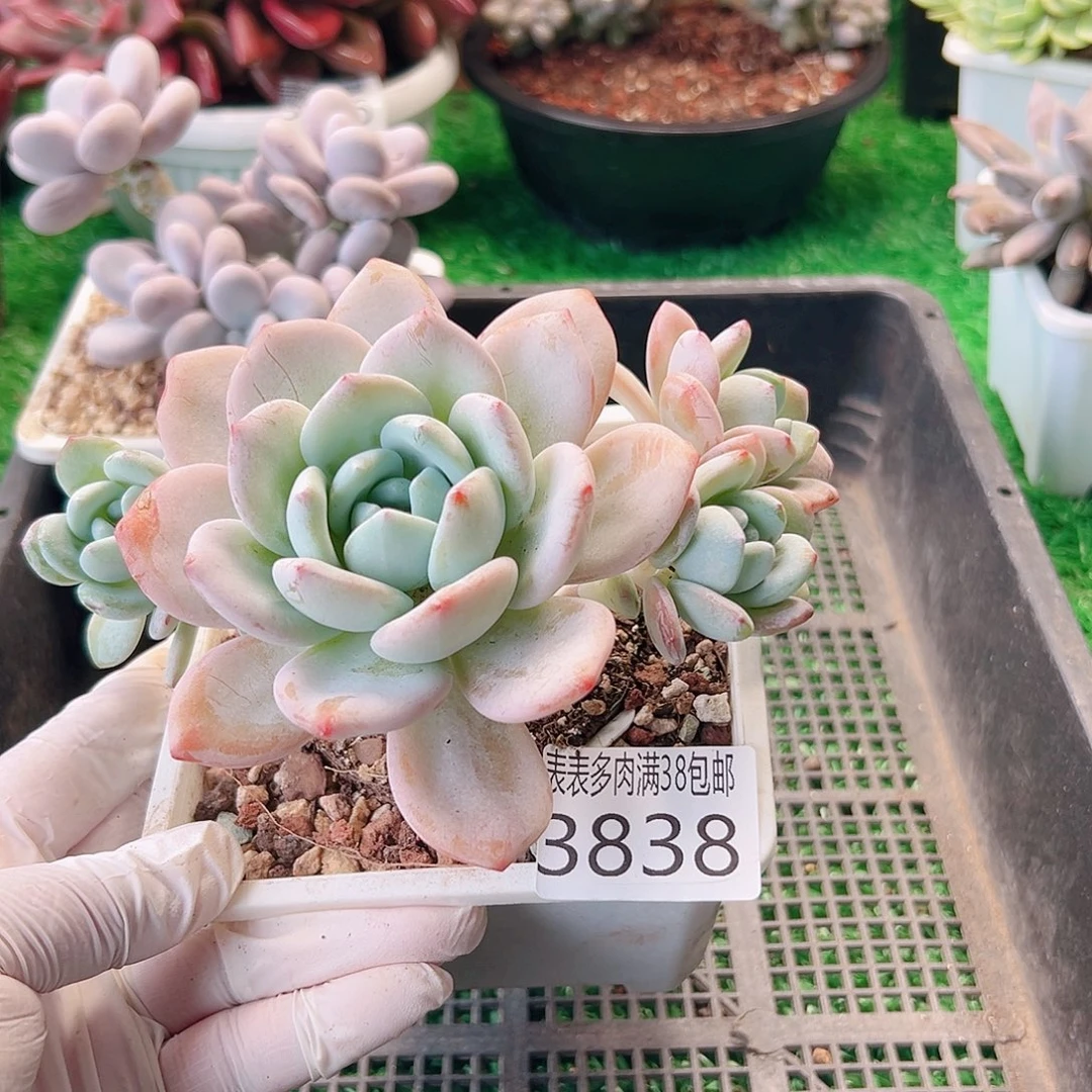 无花朵多肉一物一拍植物3838