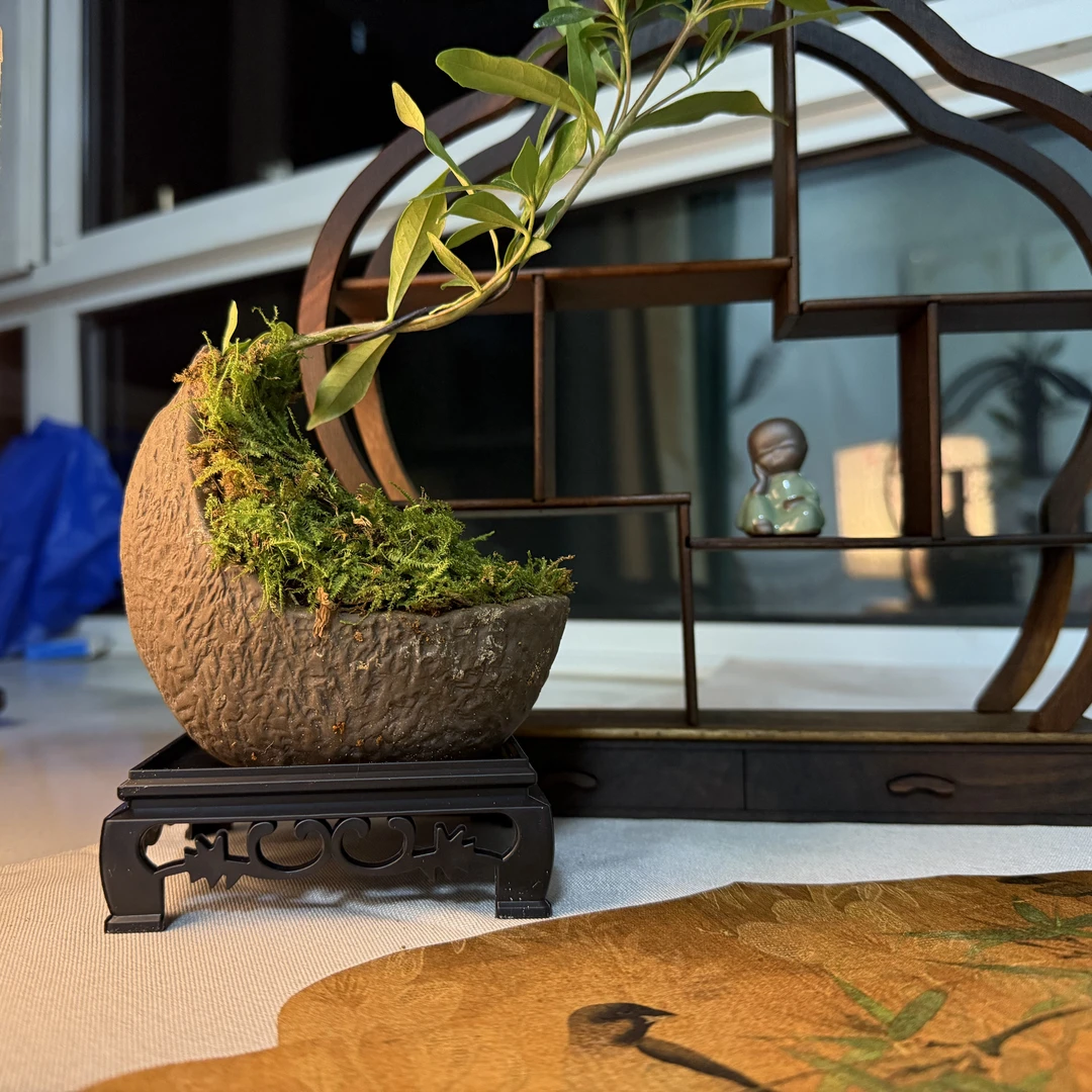 Z山塘·妃子笑（50g正品保真 精品芽头）武夷红茶桐木关