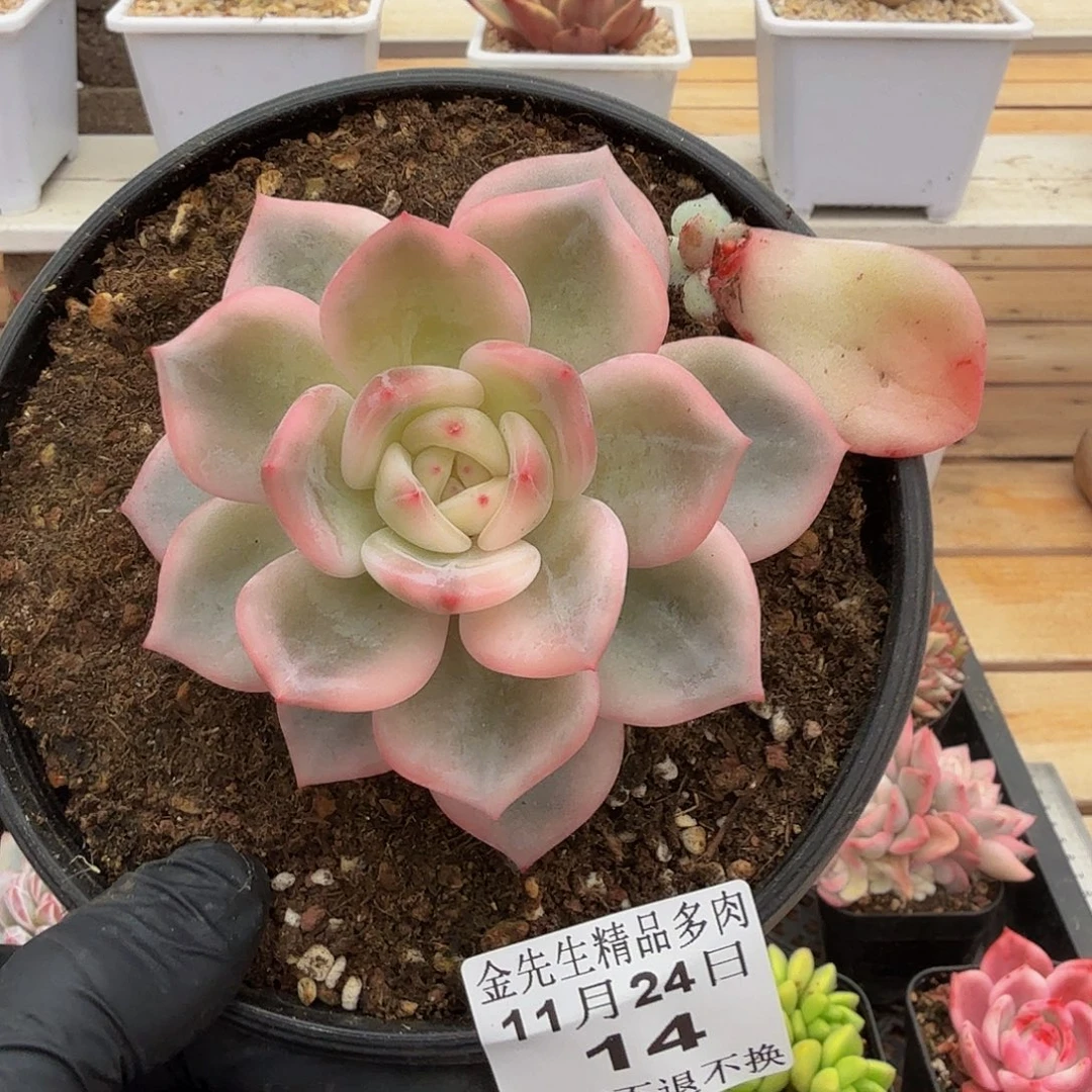 1124-14伊丽莎白锦