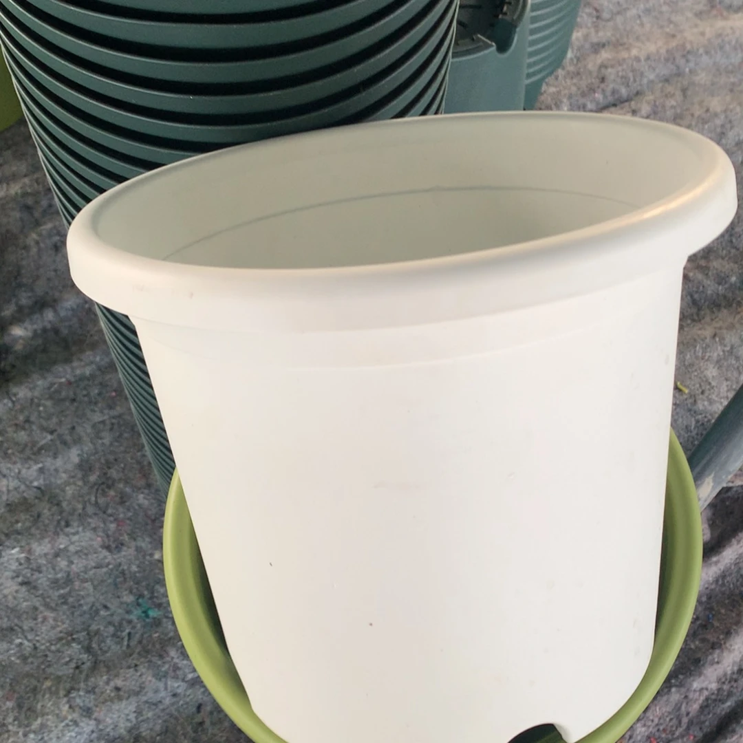 红陶鱼*25口奶白无托6个