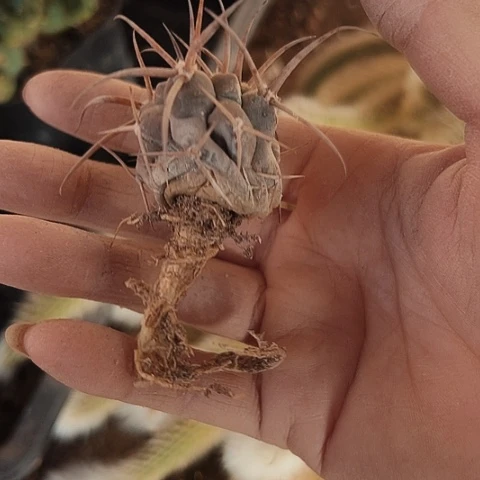 694实生处理摩天龙