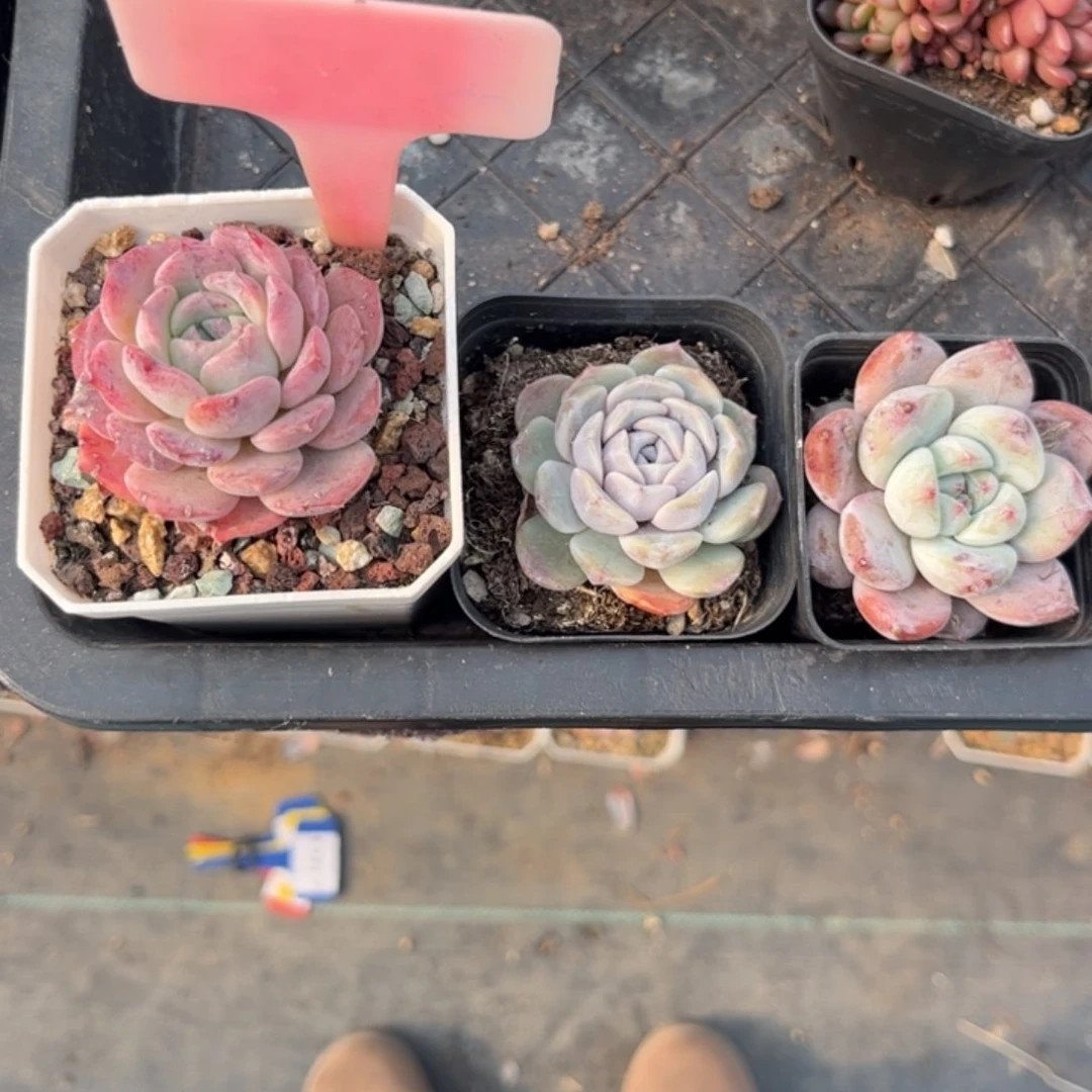 江*军多肉植物1111111