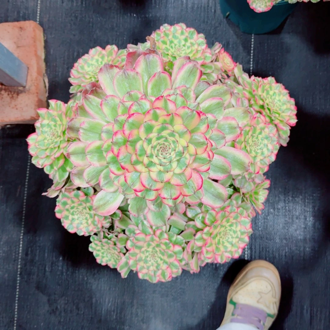 多肉植物发货发货