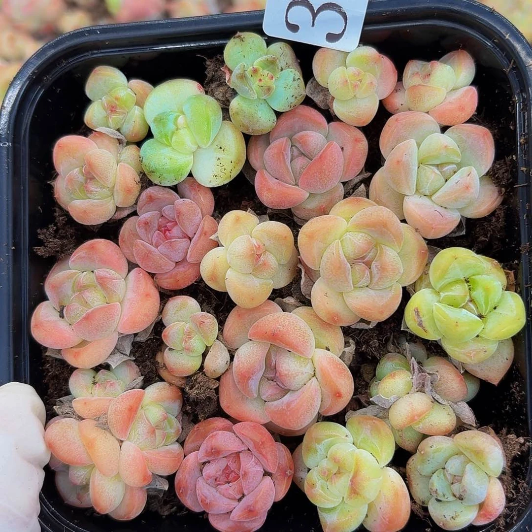 多肉植物多肉植物323