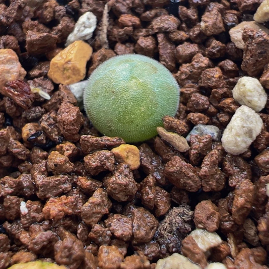 225多肉植物种类多样