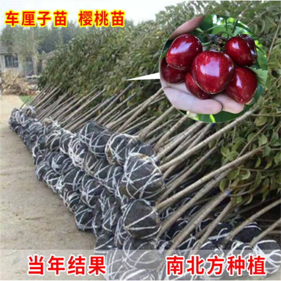 正宗车厘子树苗盆栽矮化黑珍珠里大樱桃树苗果树南方北方种植果苗
