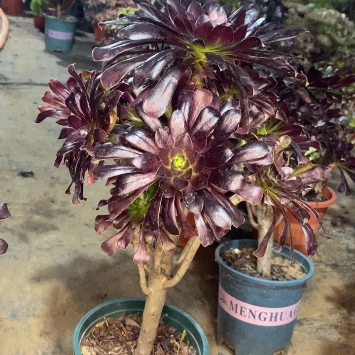 墨法多肉植物9。