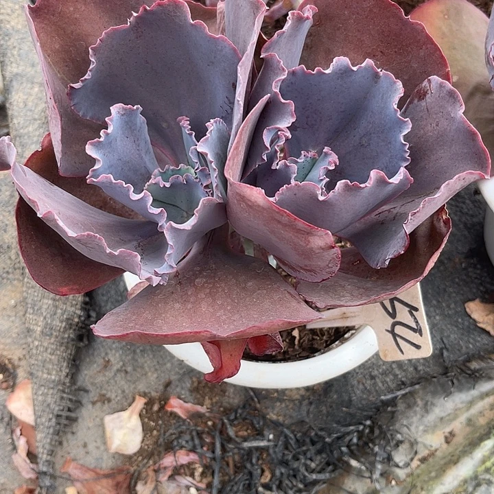 阳***树两单包邮，一物一拍54