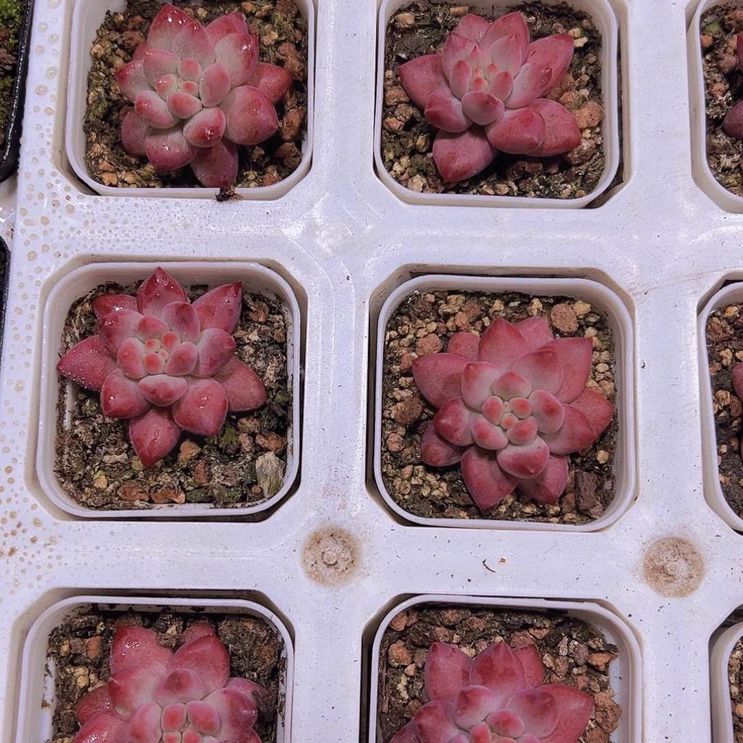 金鱼姬19包邮多肉