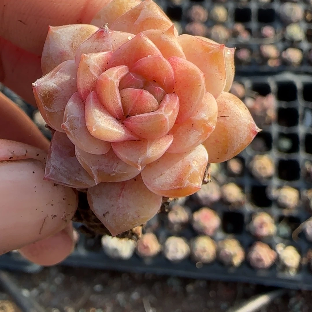 多肉小卡拉米糖心一物一拍