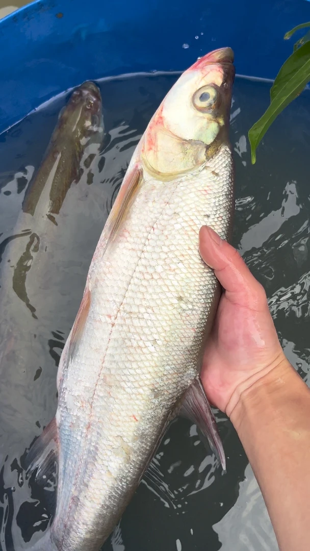 翘嘴鱼 鲜活淡水鱼  刺少肉嫩
