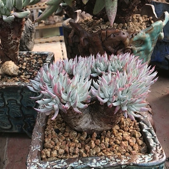 奴婢吉娜仙女棒杯