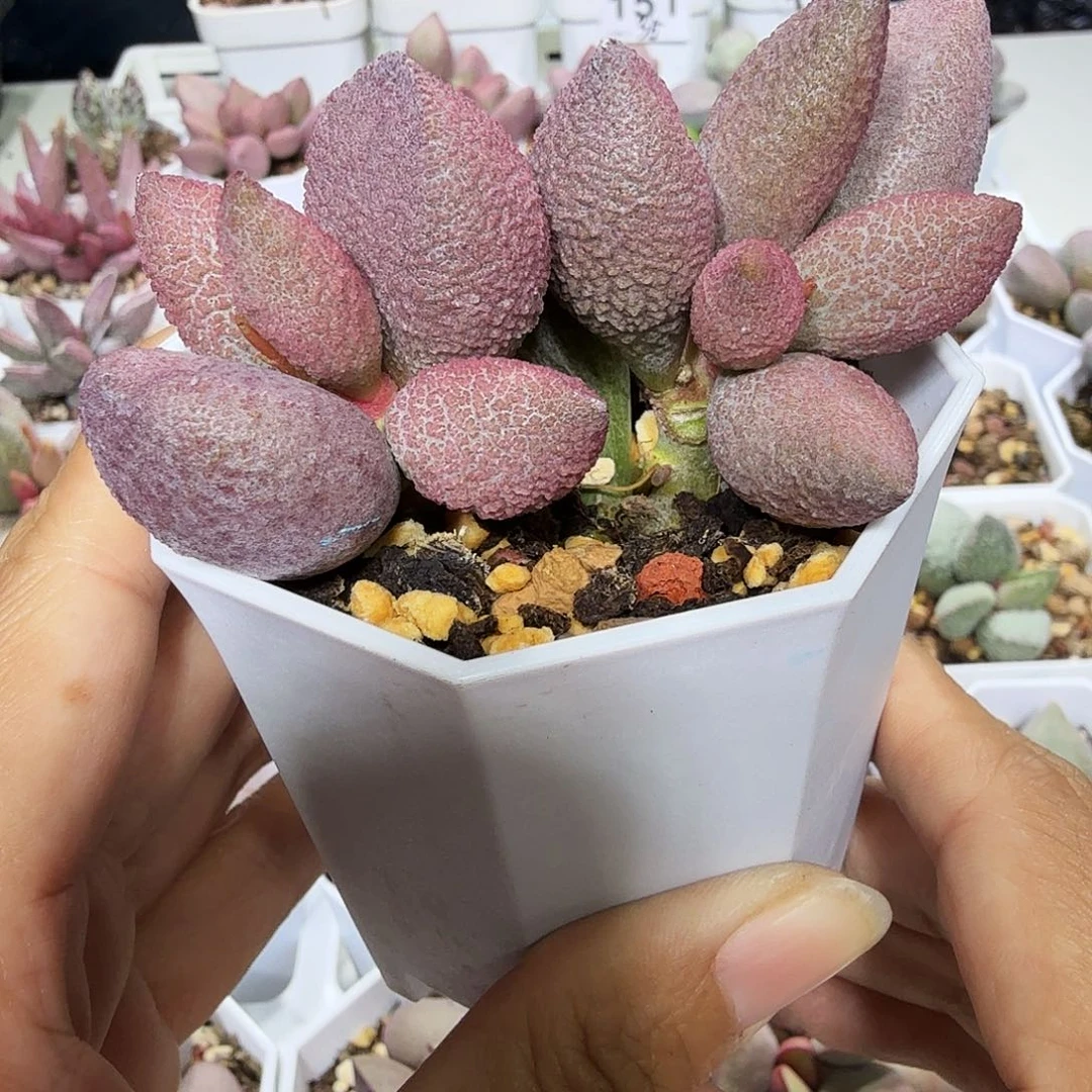 我****天服部水泡多肉植物