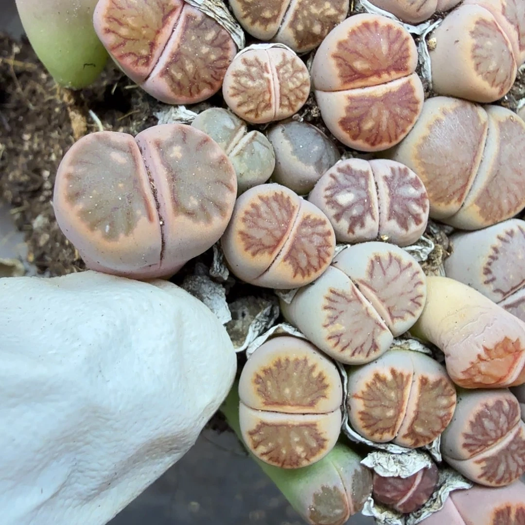 是一个充满爱却有很多426你