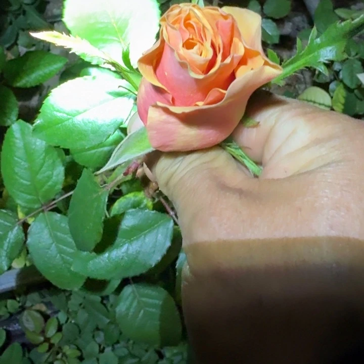 无花朵一加仑凤凰