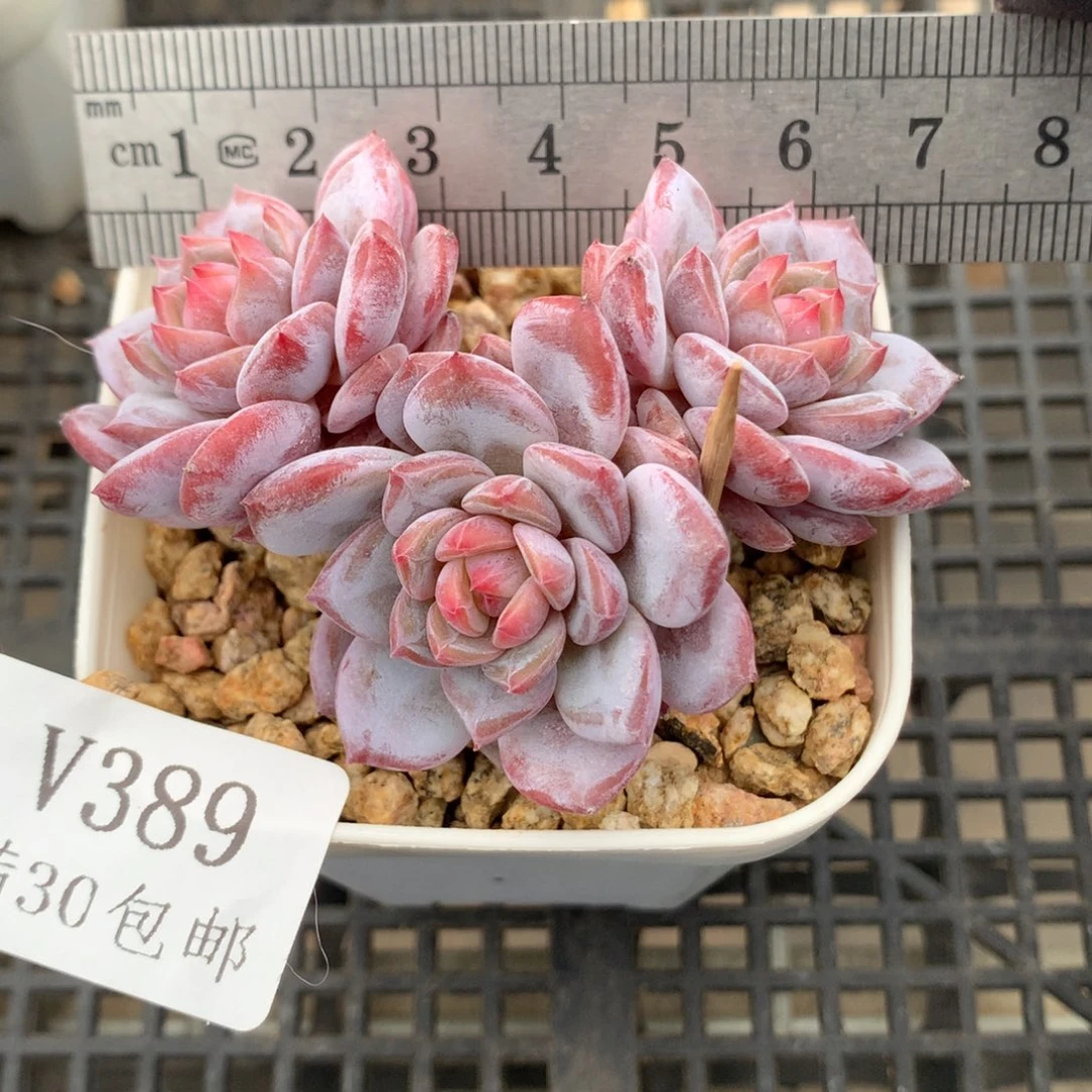 389。老桩玉芙蓉三头小树桩。