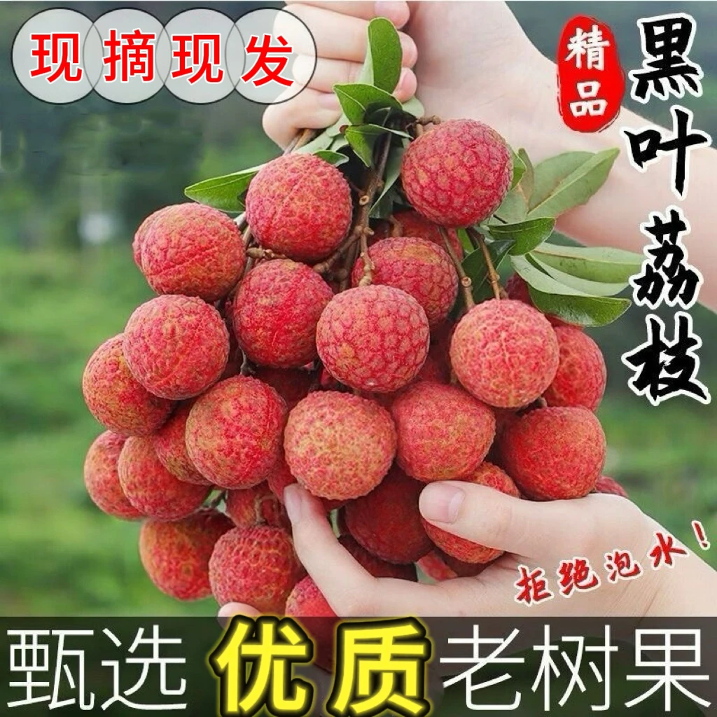 【黑叶荔枝】当季新鲜现摘老树黑叶荔枝非白糖罂香甜可口冷链发货