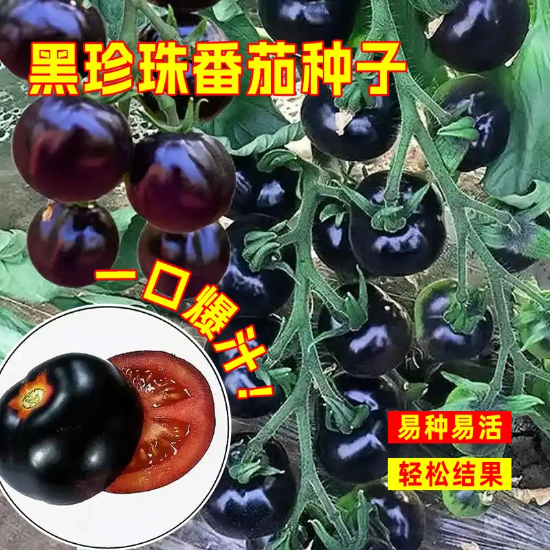 【任意满5包包邮】黑番茄种子秧苗水果蔬菜种籽黑珍珠番茄樱桃千禧