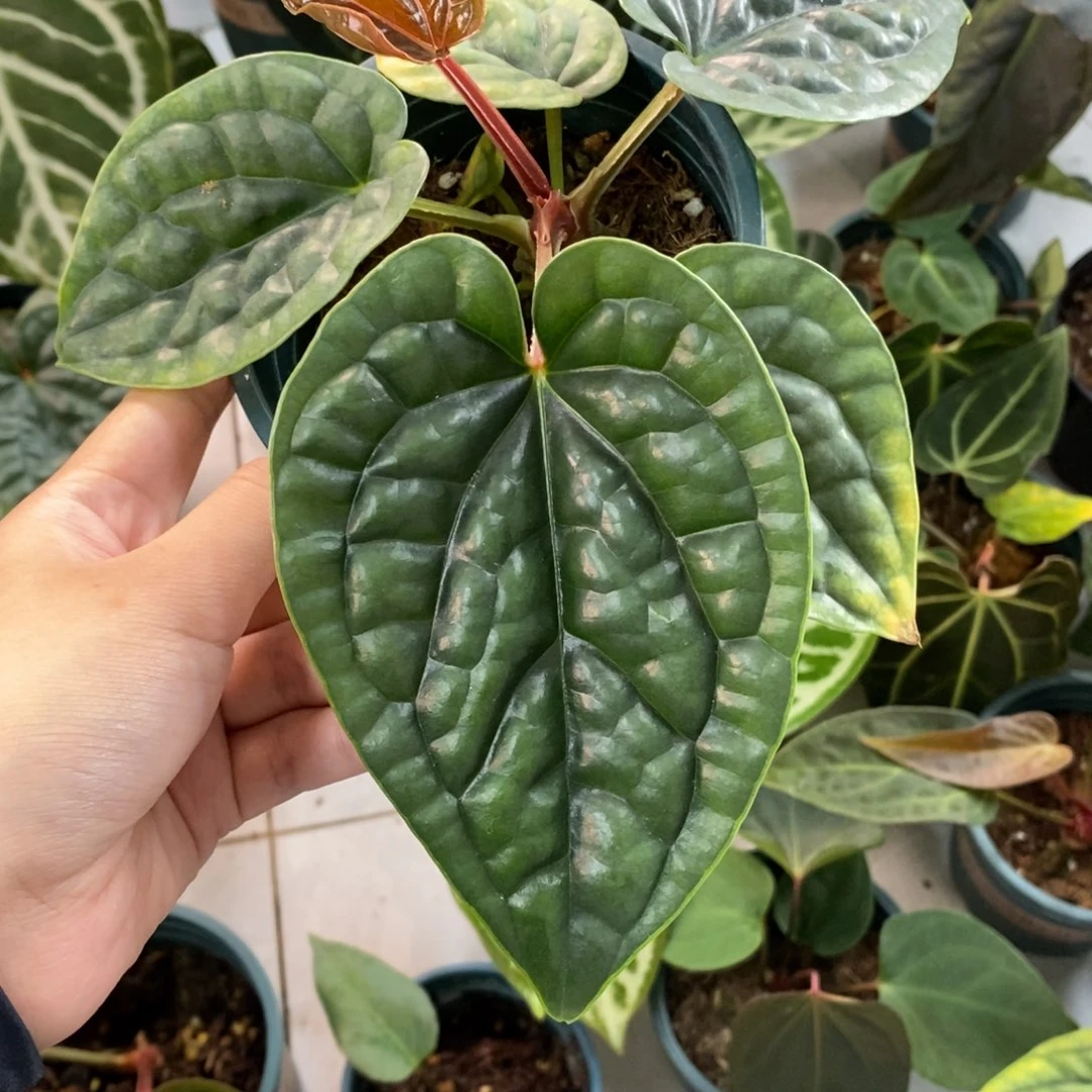 不开花植物奢华籽播