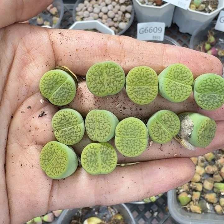 6619 生石花和肉锥