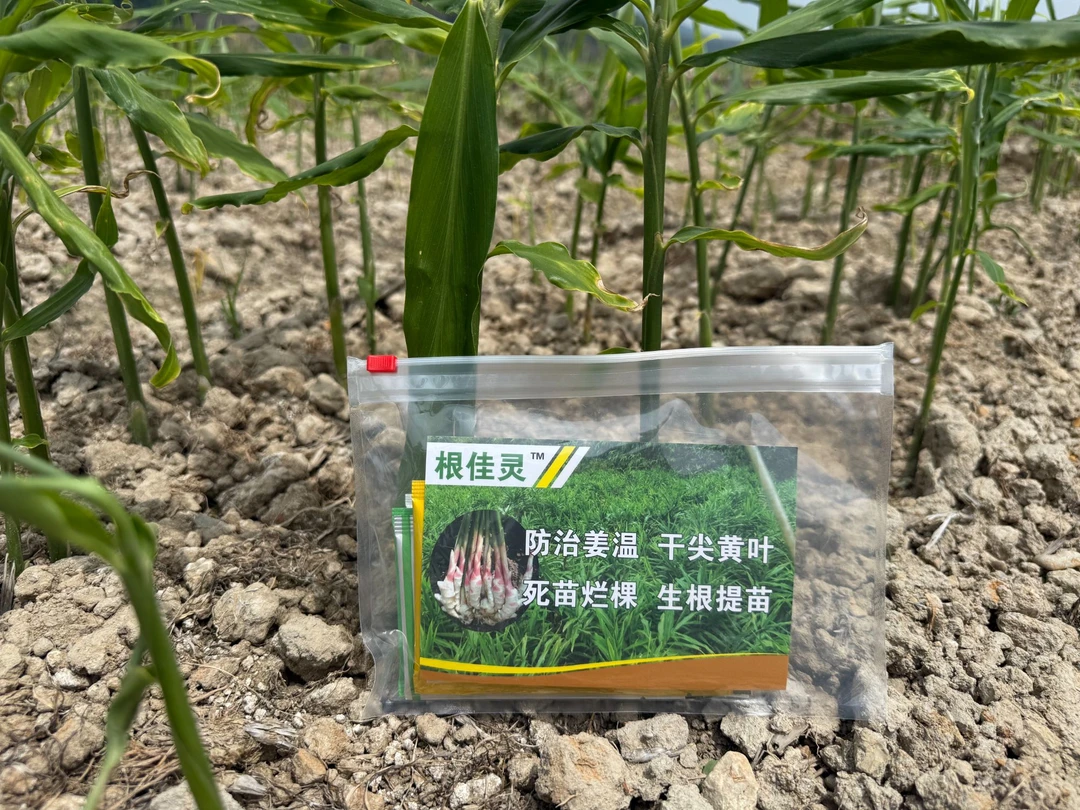 根佳灵—预防姜温，预防干尖黄叶