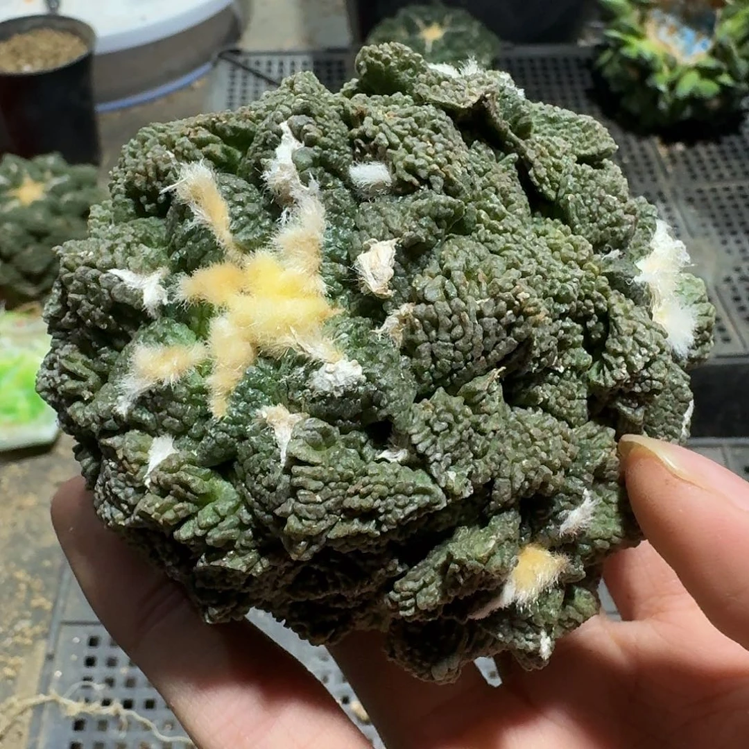 941号仙人球小萝卜根