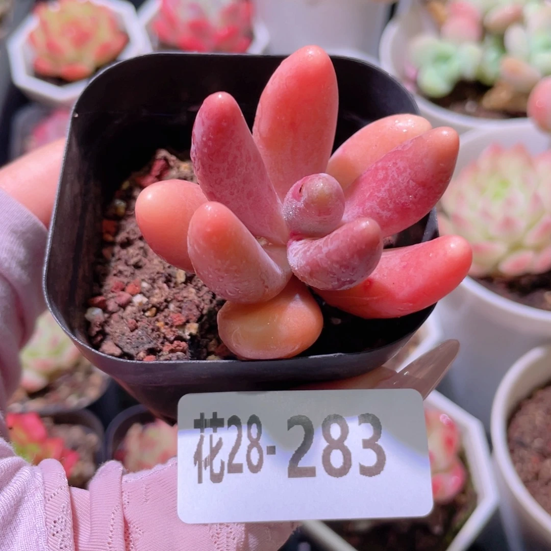 花利美28-283红手指