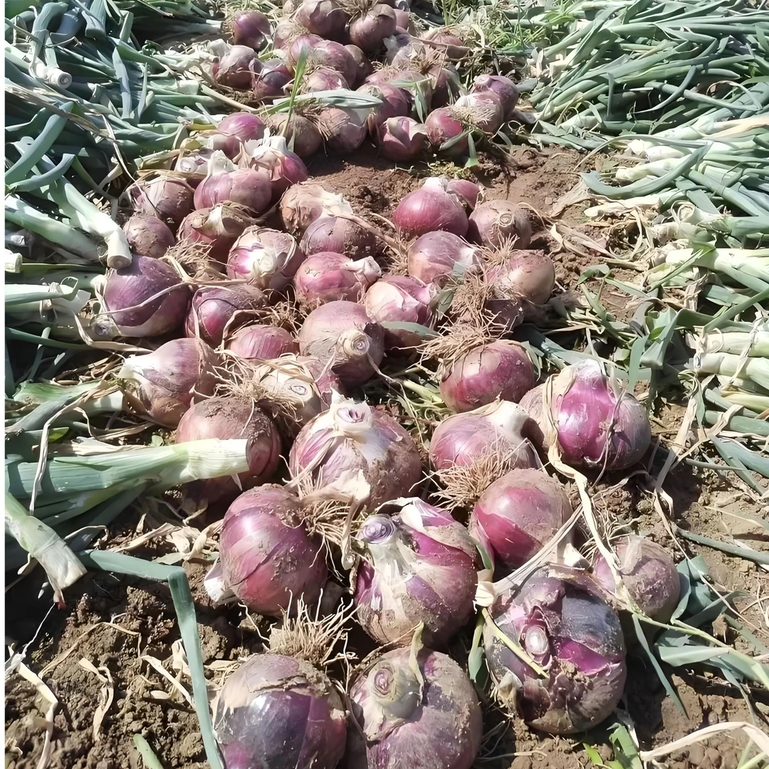 新鲜现挖可生吃的水果扁洋葱微辣微甜农特产