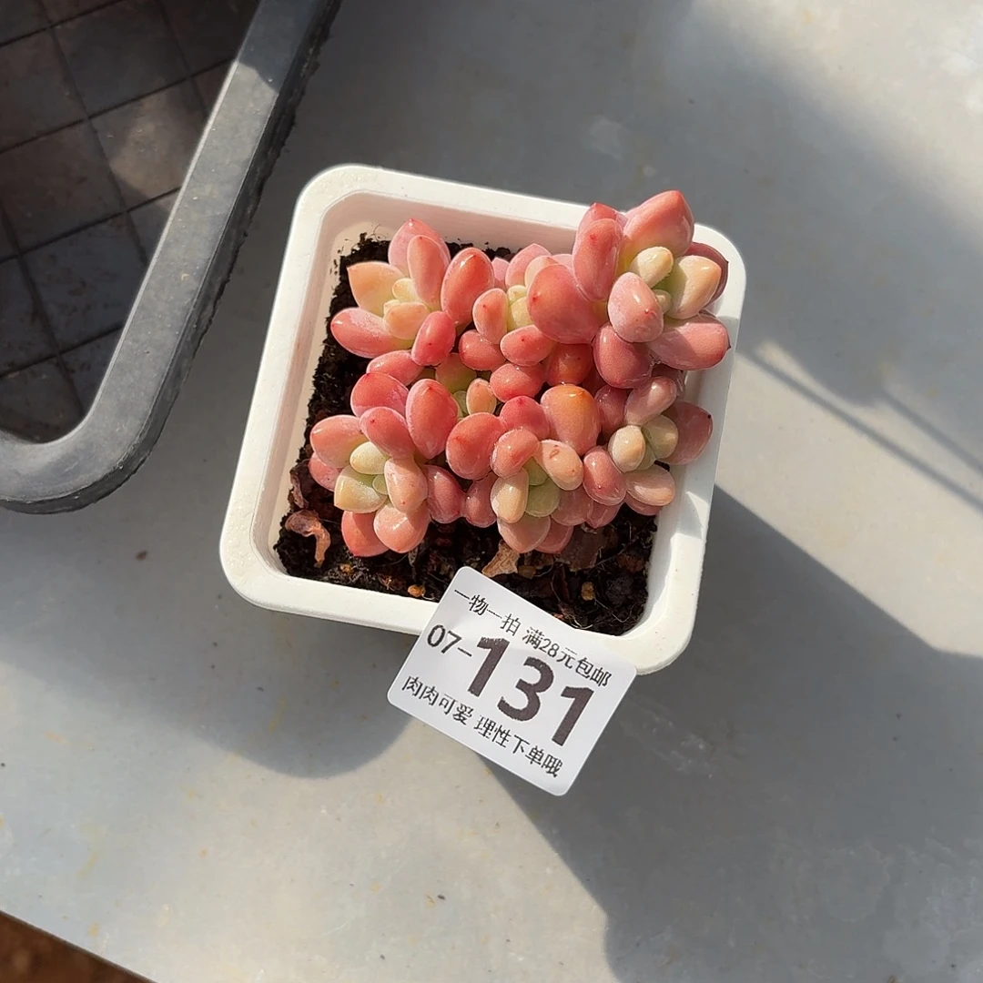 红洛神无盆土发货无盆土无