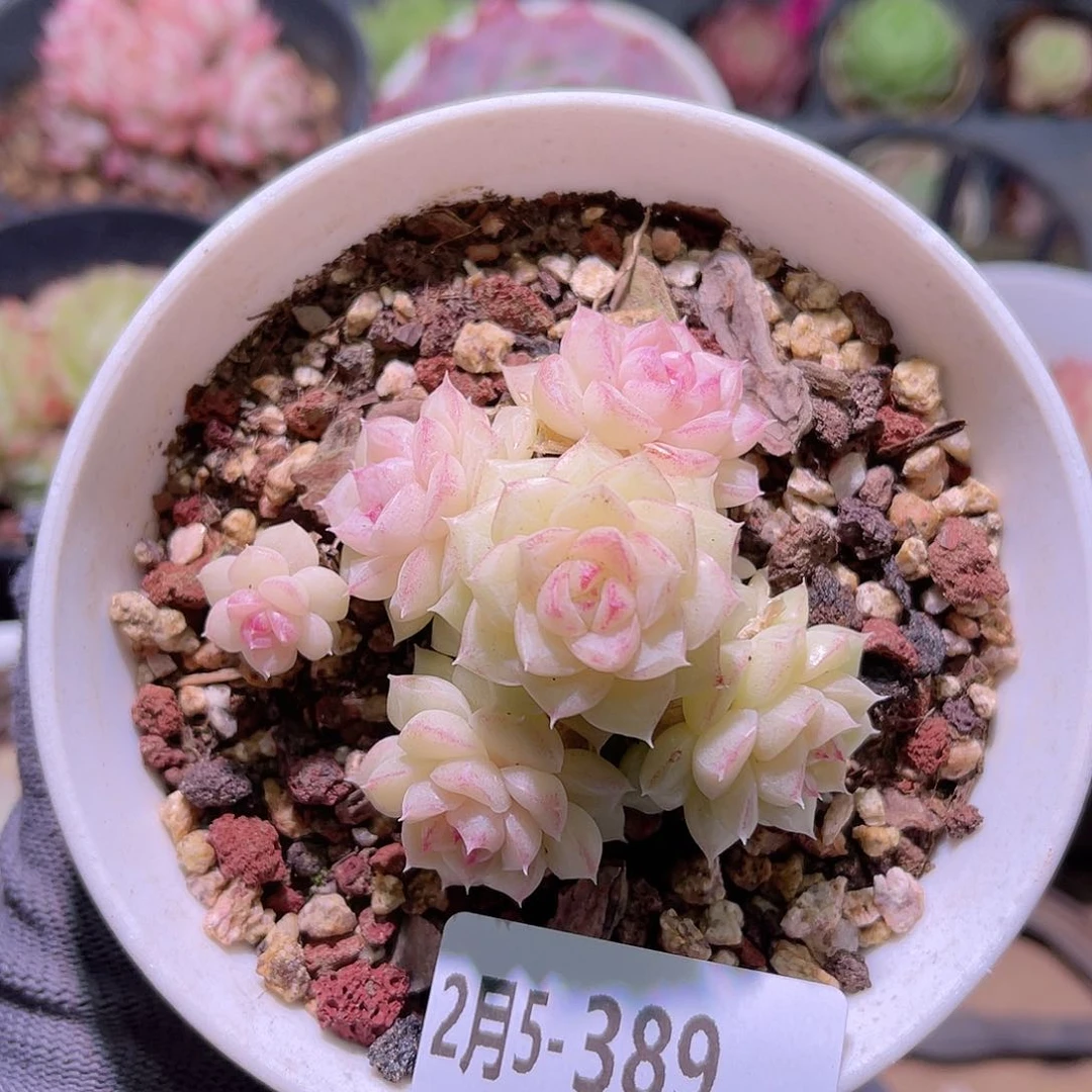 花05-389白天鹅群