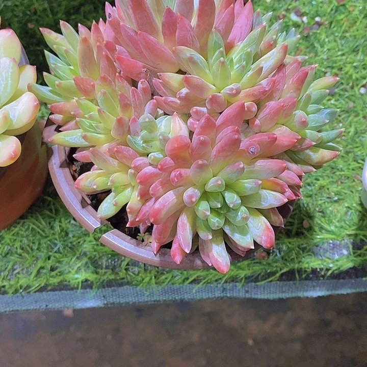 飘***彩星多肉植物老桩