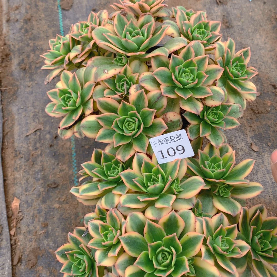 星爆组合2棵老桩