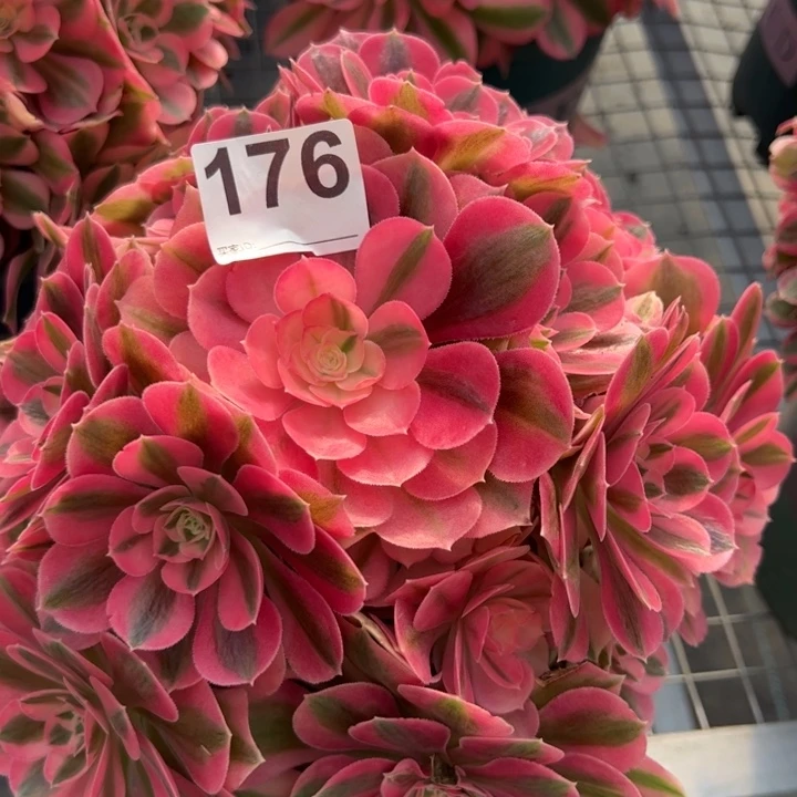 176女巫22厘米左右