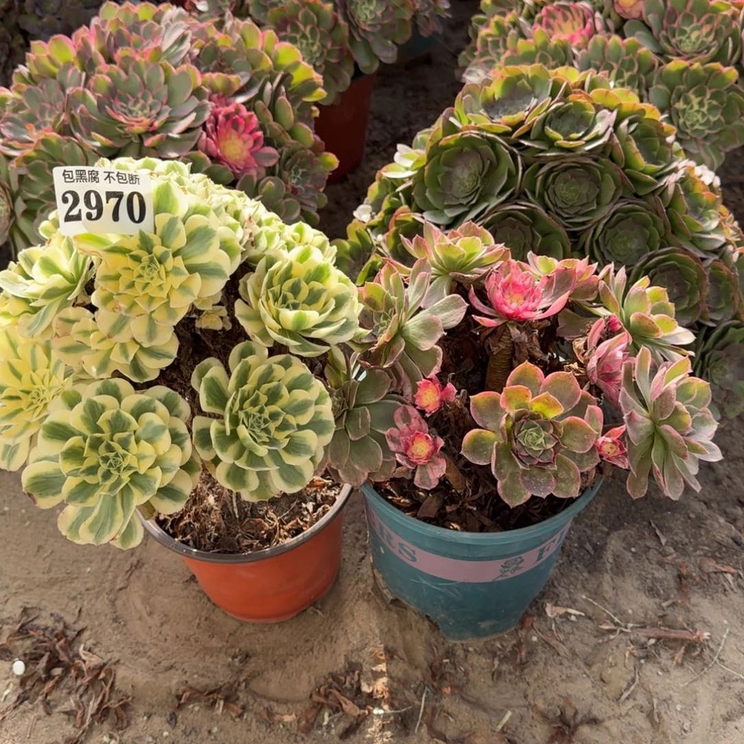 迈巴赫 丘比特 2970 18-14