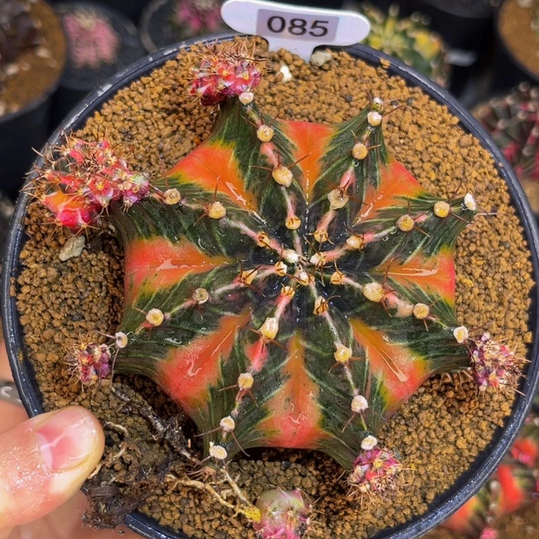 黄金屋 米哈仙人球