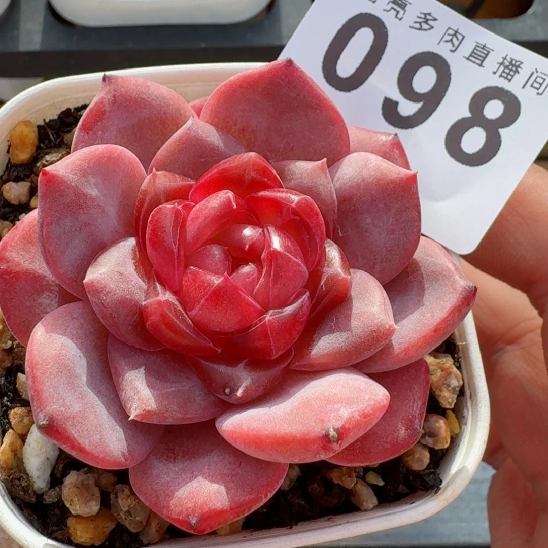 灯芯琥珀      愿你一路坦途，乘风破浪展宏图