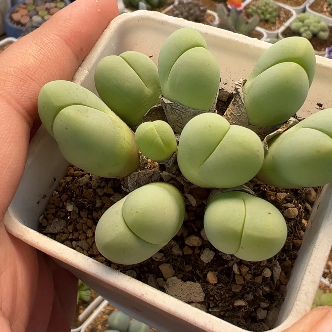 085多肉植物种类多样