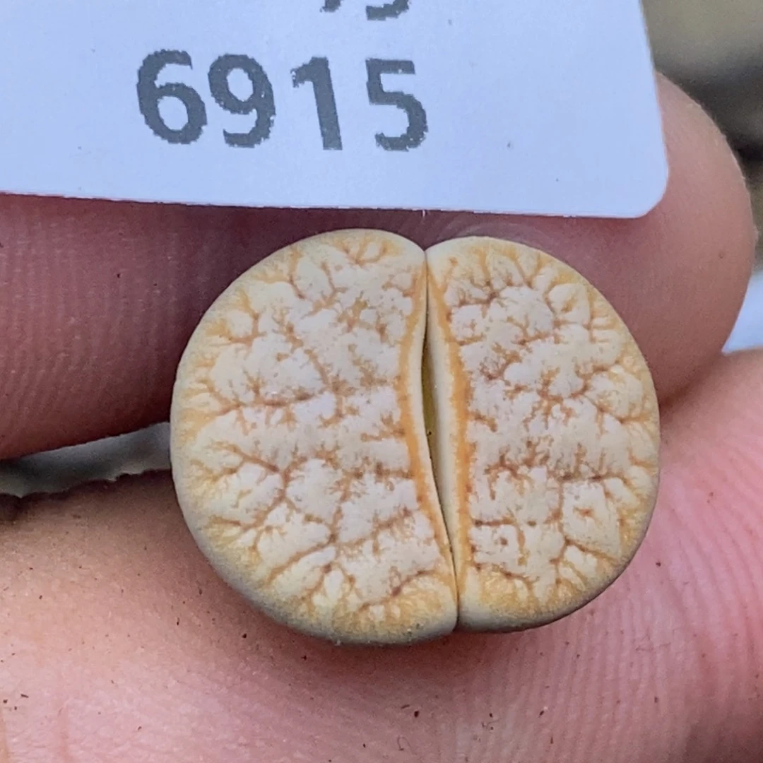 6915。大特价。。。。。