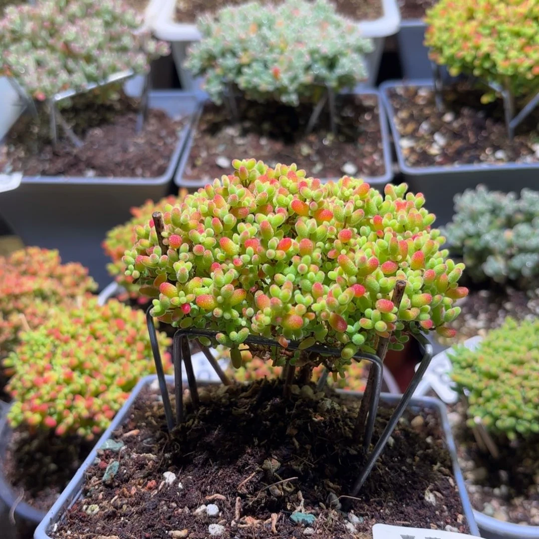 枝干番杏密橘糖球399