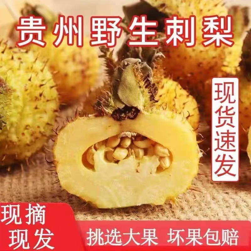 贵州野生刺梨鲜果微C丰富 新鲜采摘高山可泡酒榨汁黄木梨子