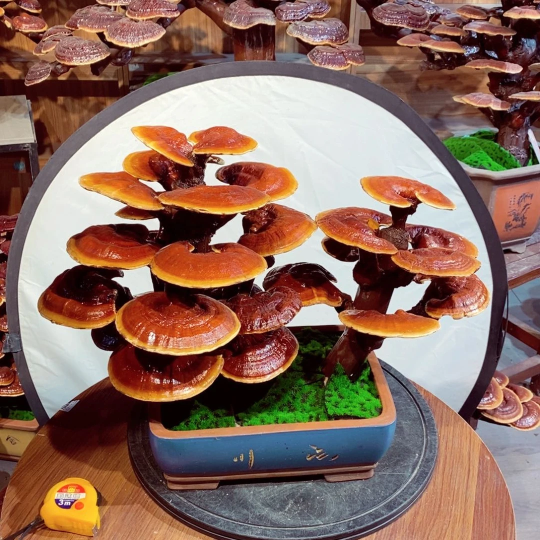 ✨️****发财树发财树发财树