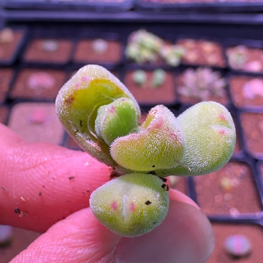 ~*～云缦精品番杏18.32  HM2465