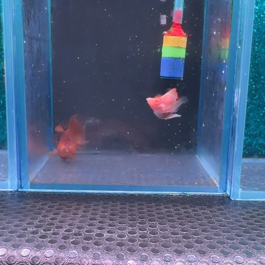 黑玛丽鱼487号玛丽2条