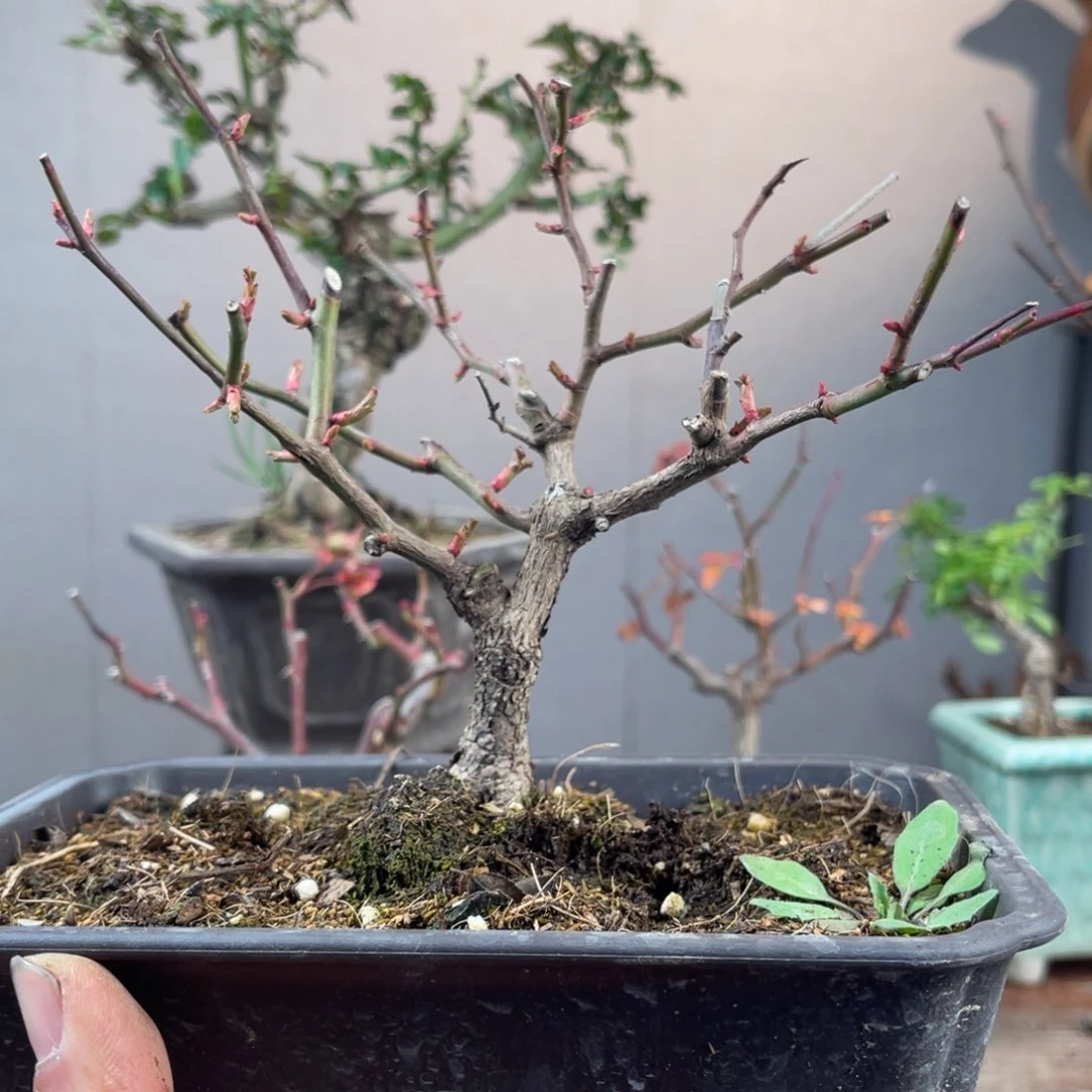 微月季盆景11111?**˚