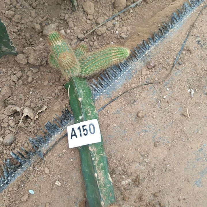 用***琴福袋礼品火龙金妞1个150