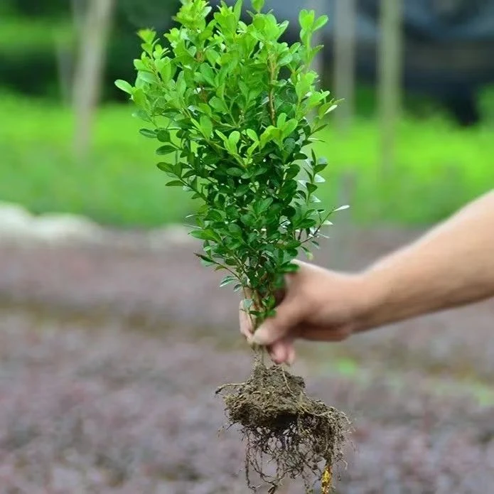 小叶黄杨瓜子黄杨大叶黄杨四季常青冬青树庭院绿篱植物四季不落叶