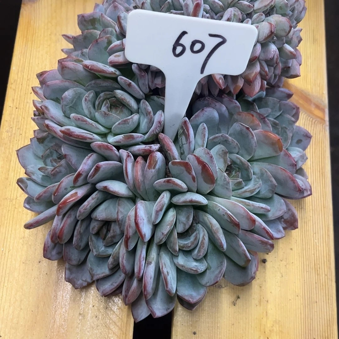 607全明星缀化钱。