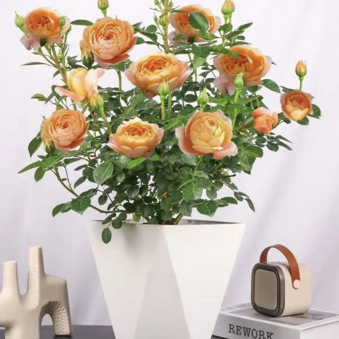 【带花苞发货】果汁阳台月季花盆栽室内外四季开花玫瑰盆栽地栽好养