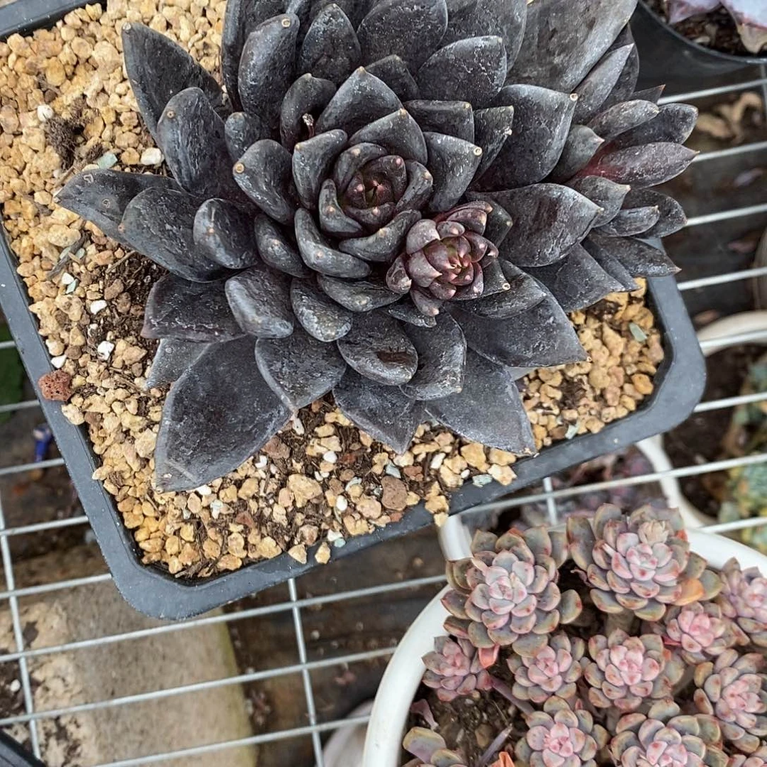 奶*?黑骑士1颗多肉植物